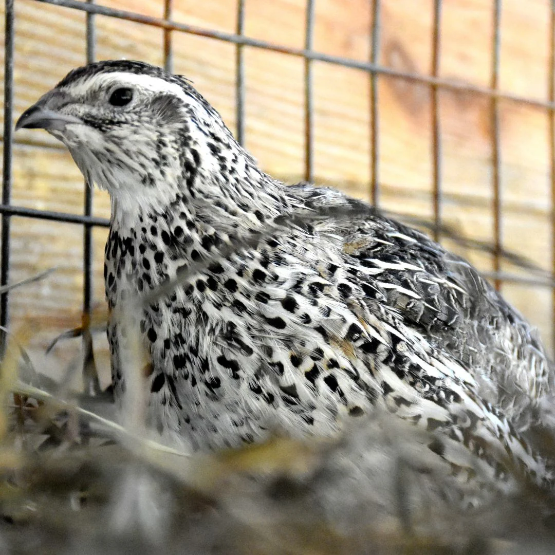 Hatching-Eggs: Coturnix Quail, Hen Haven Location - Buy Pet Shop