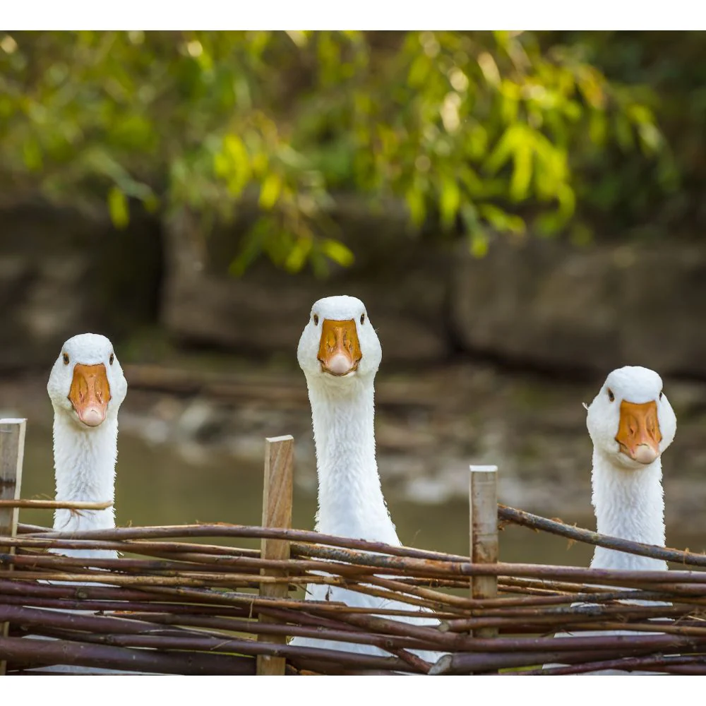 Goslings: Embden - Buy Pet Shop