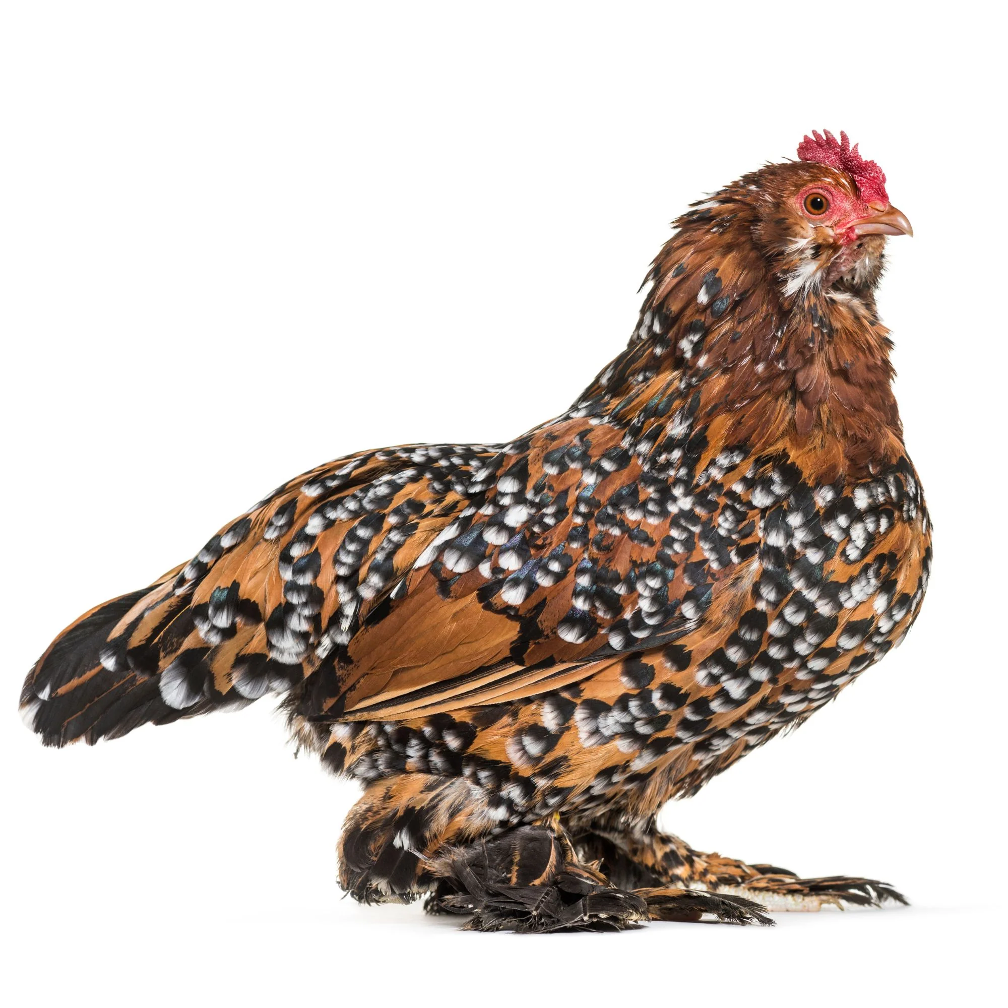 Pullet: Mille Fleur d'Uccle Bantam, Shipping Week of - Buy Pet Shop