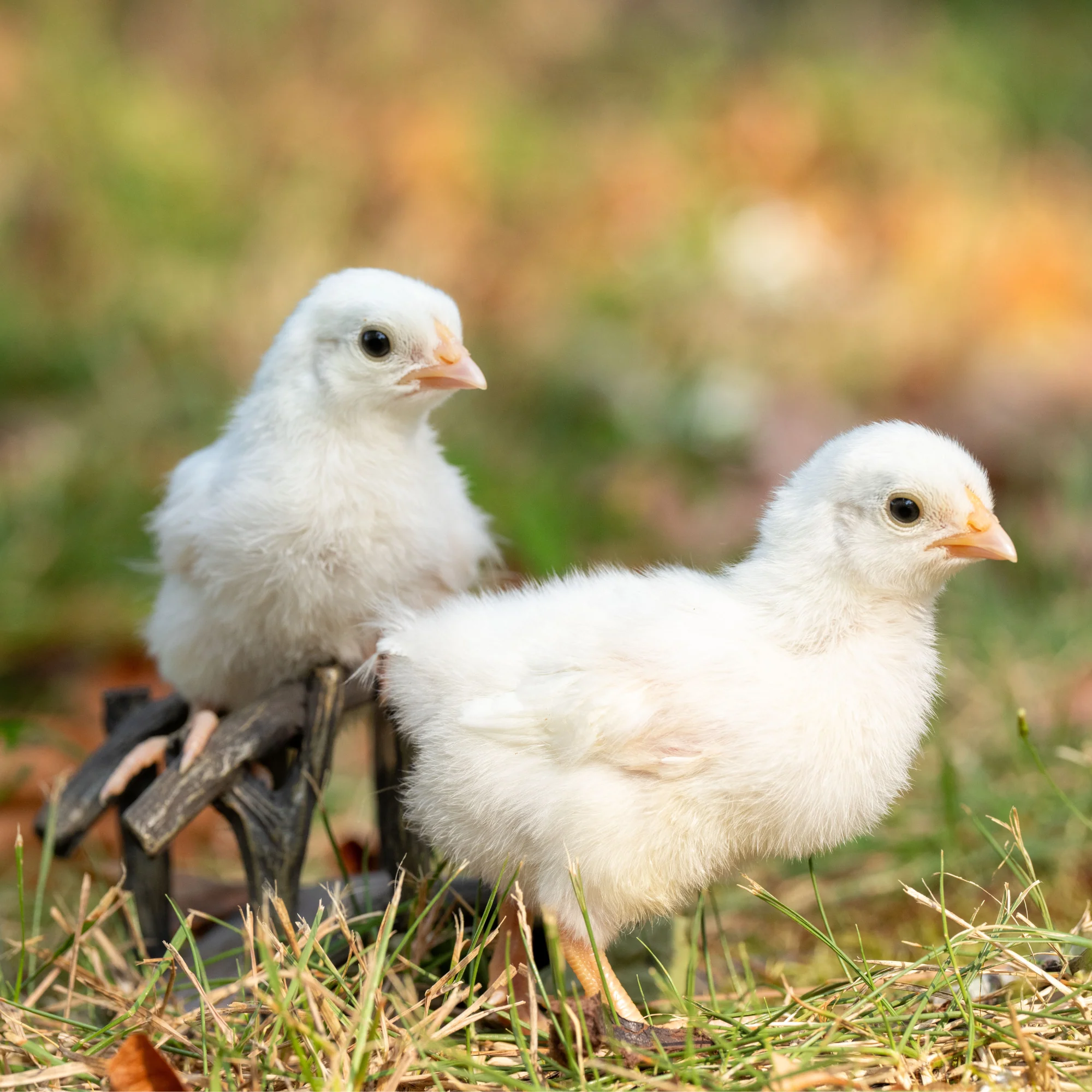 Baby Chicks: White Dorking Bantam - Buy Pet Shop