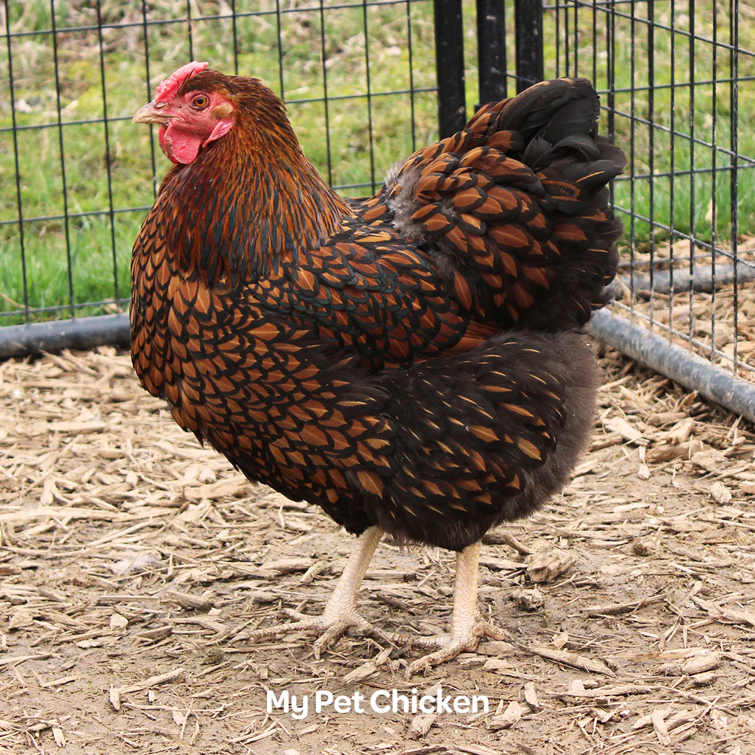 Hatching Eggs: Heritage Golden Laced Wyandotte, Backyard Bunch Location - Buy Pet Shop