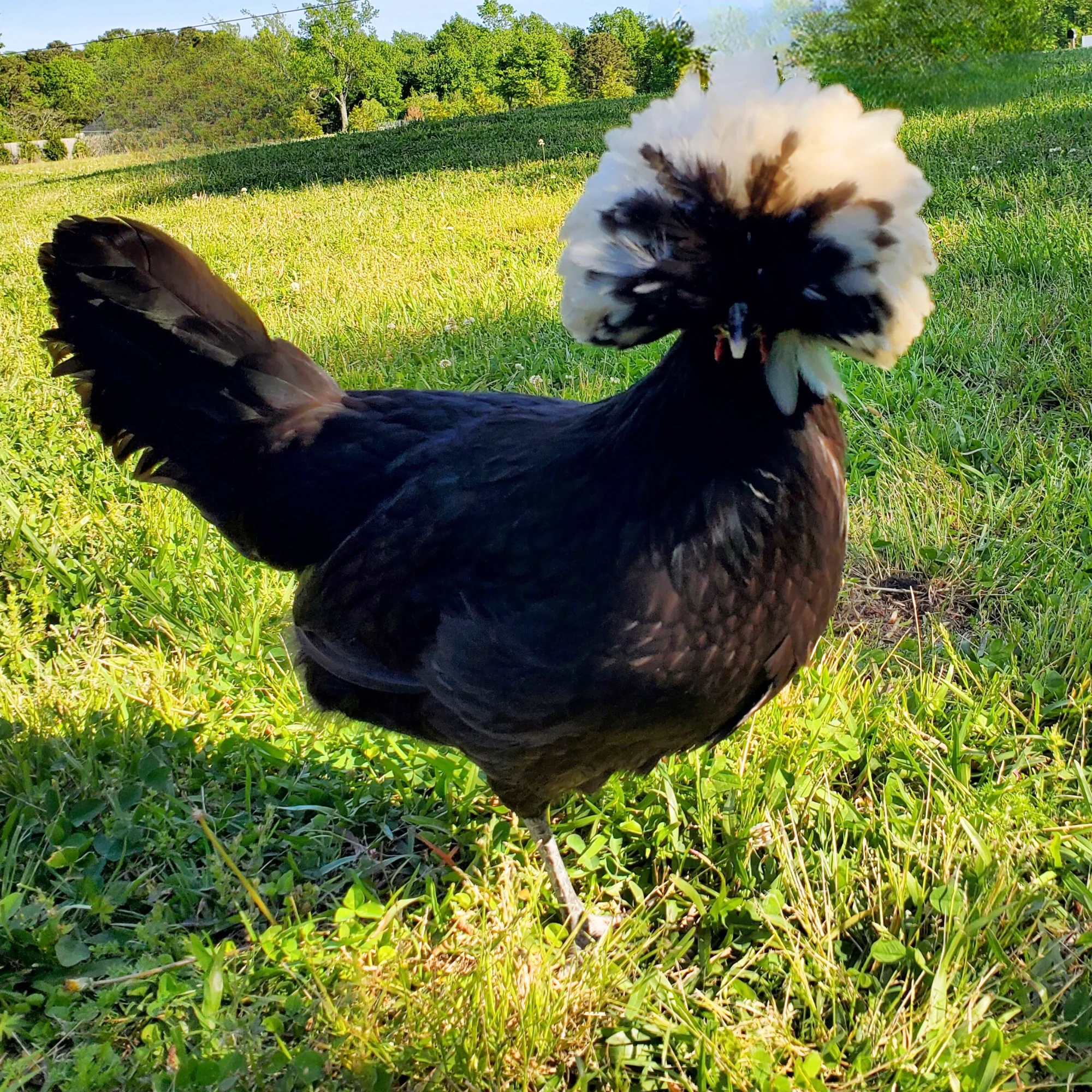 Baby Chicks: White Crested Black Polish - Buy Pet Shop