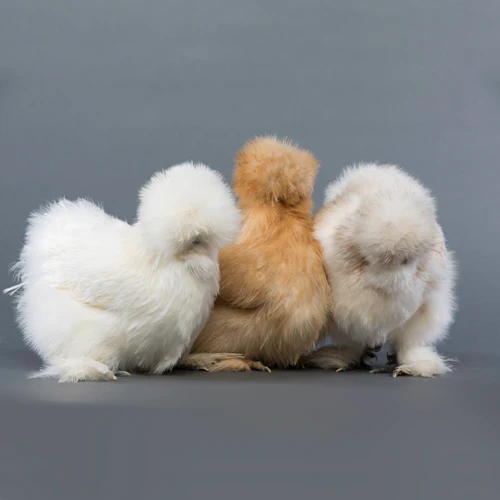 Mystery Chick from Our Silkie Bantam Assortment - Buy Pet Shop