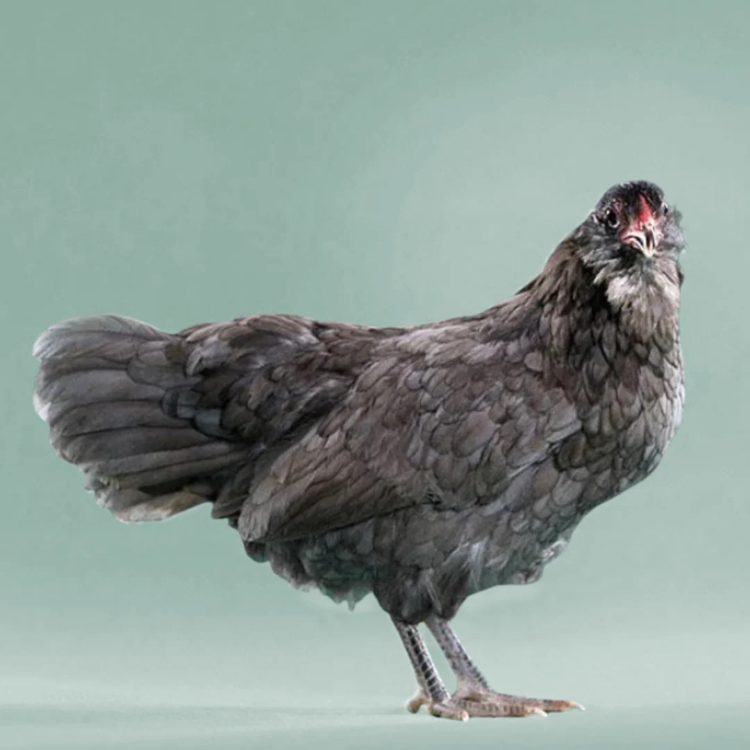 Baby Chicks: Blue Ameraucana - Buy Pet Shop