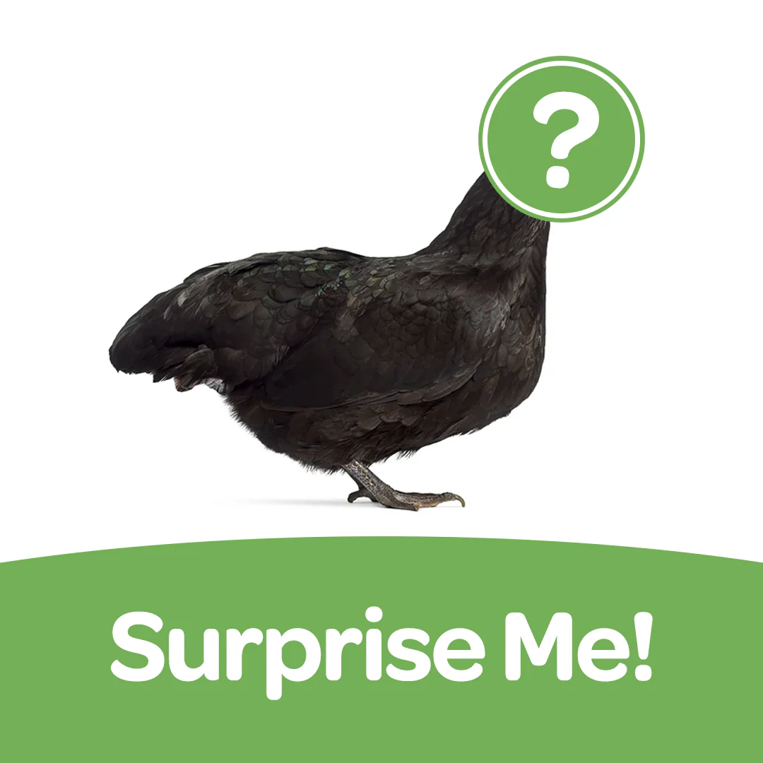 Pullet: Surprise Me!, Shipping Week of - Buy Pet Shop