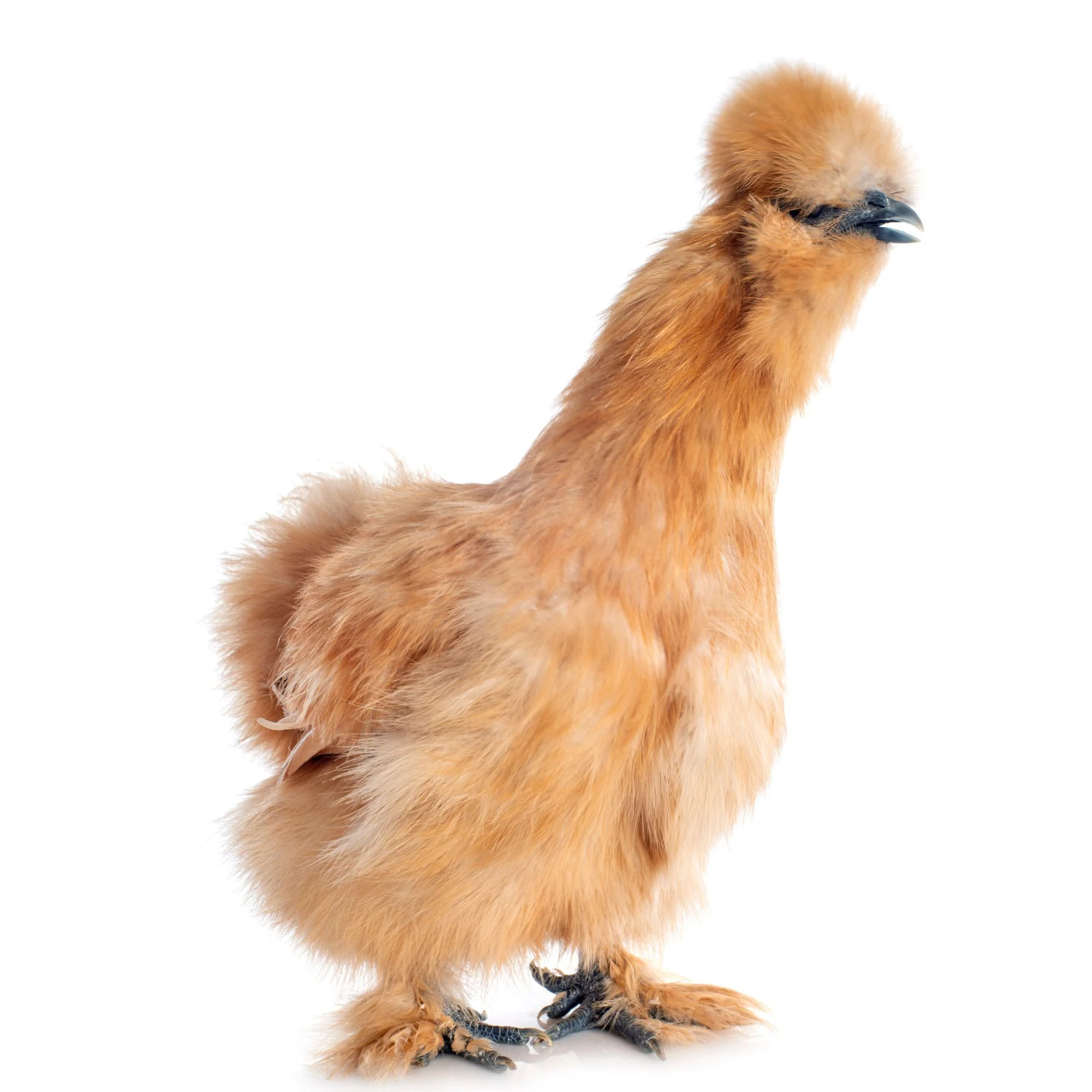 Baby Chicks: Buff Silkie Bantam - Buy Pet Shop