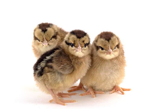 Baby Chicks: Light Brown Leghorn - Buy Pet Shop