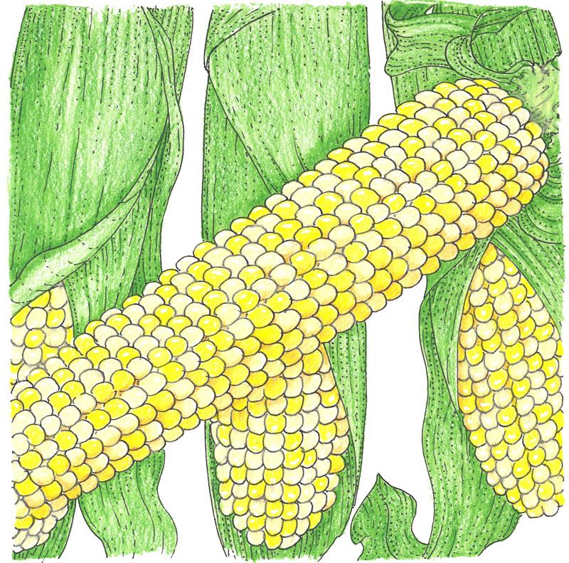 Double Standard Corn Seeds (Organic) - Buy Pet Shop