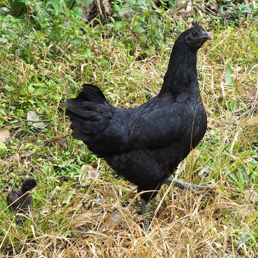 Baby Chicks: Ayam Cemani - Buy Pet Shop
