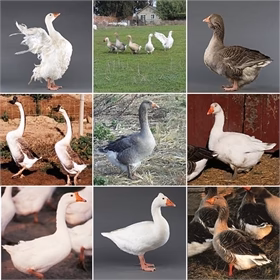 Mystery Gosling from Our Assortment - Buy Pet Shop
