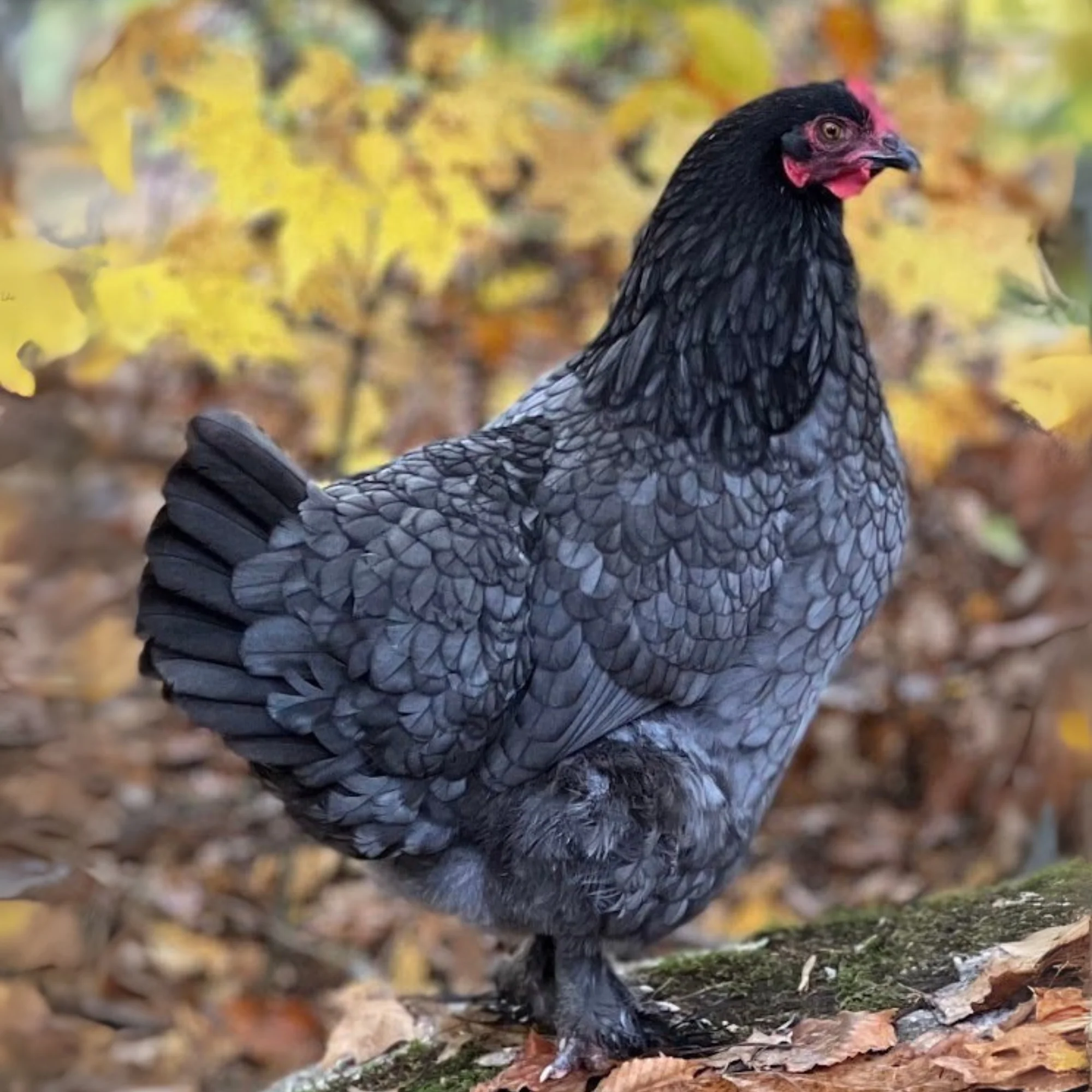 Pullet: Blue Copper Marans, Shipping week of - Buy Pet Shop