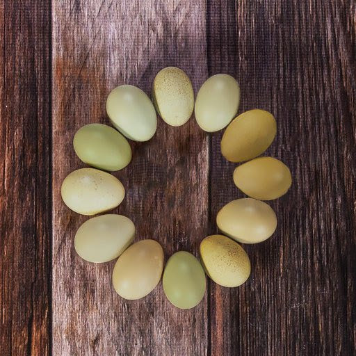 Hatching Eggs: Olive Egger Assortment, Hen Haven Location - Buy Pet Shop