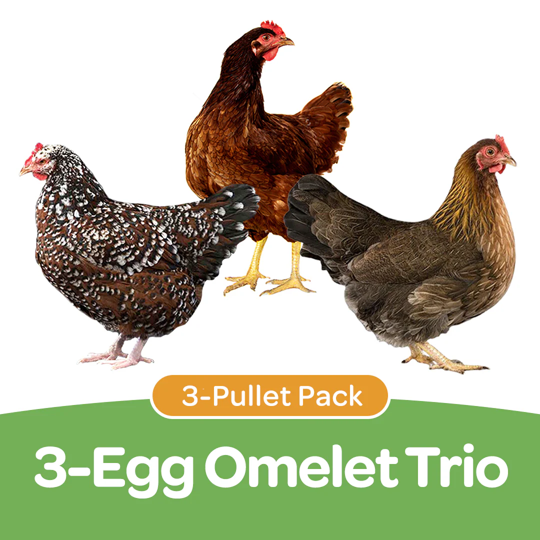 Pullet: 3-Egg Omelet Trio (3 Started Pullets), Shipping Week of - Buy Pet Shop