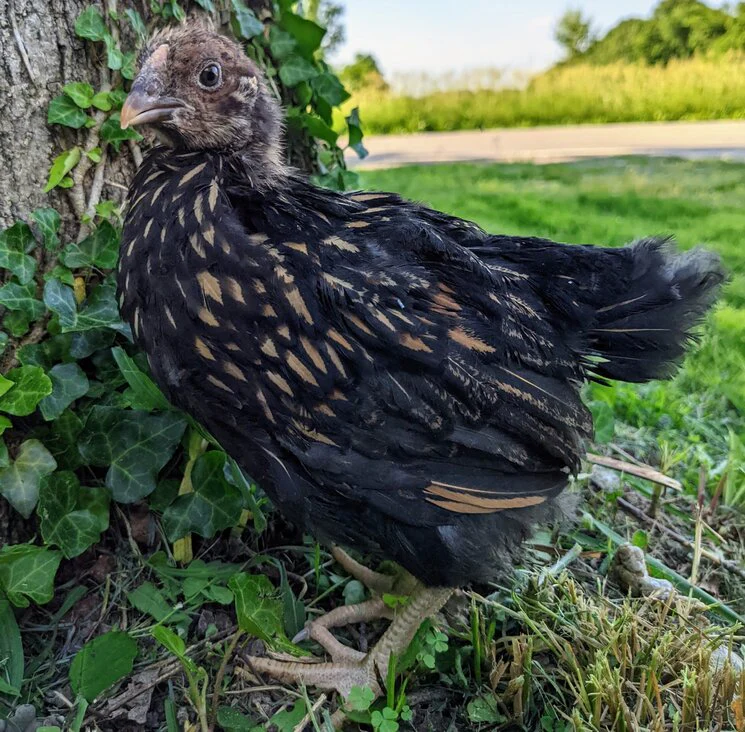 Pullet: Golden Laced Wyandotte, Shipping Week of - Buy Pet Shop