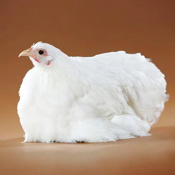 Baby Chicks: White Cochin - Buy Pet Shop
