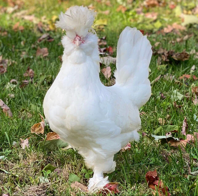 Baby Chicks: White Sultan - Buy Pet Shop