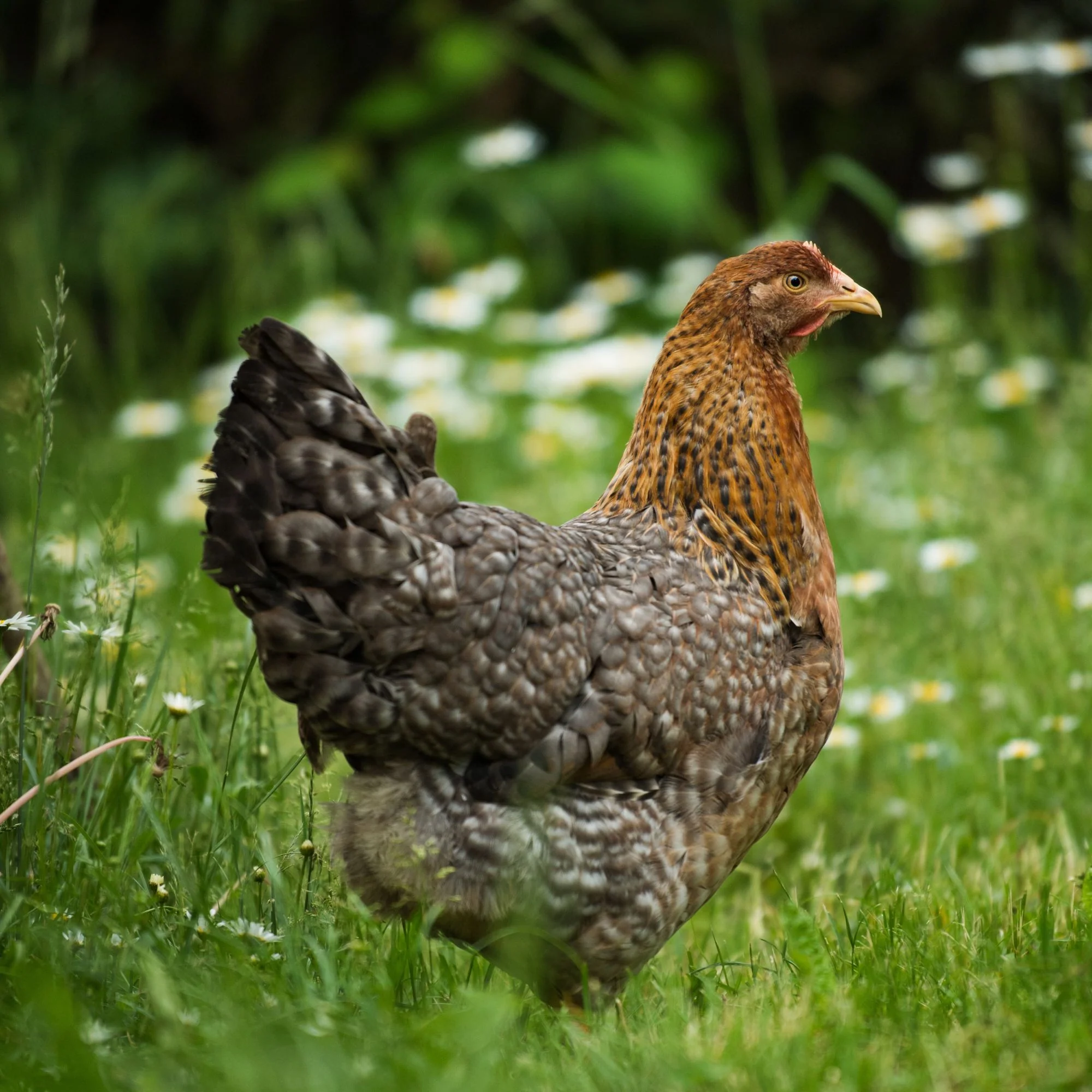 Pullet: Bielefelder, Shipping Week of - Buy Pet Shop