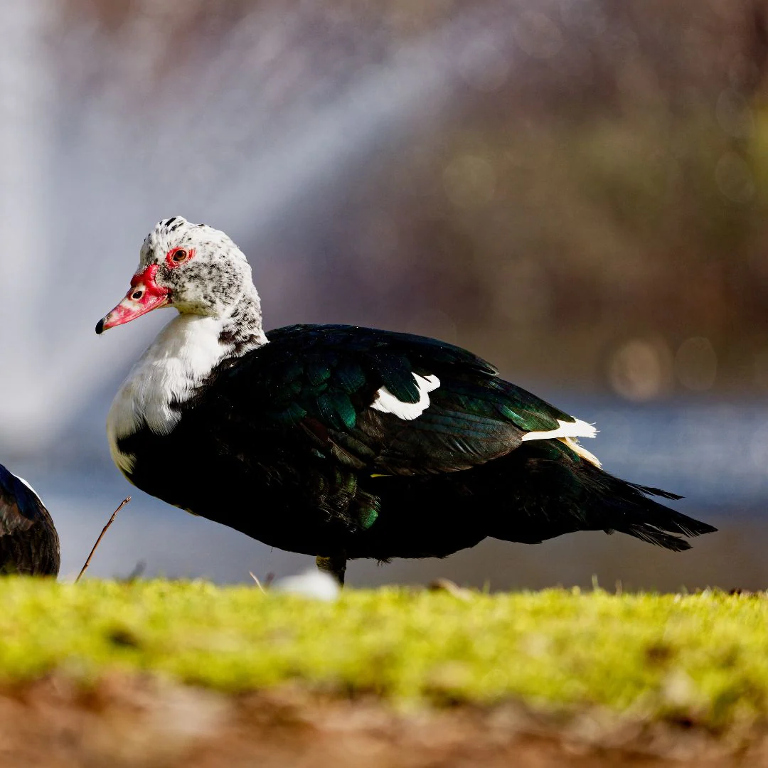 Ducklings: Black Muscovy - Buy Pet Shop