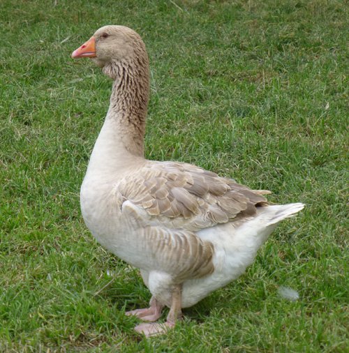 Goslings: Buff Toulouse - Buy Pet Shop