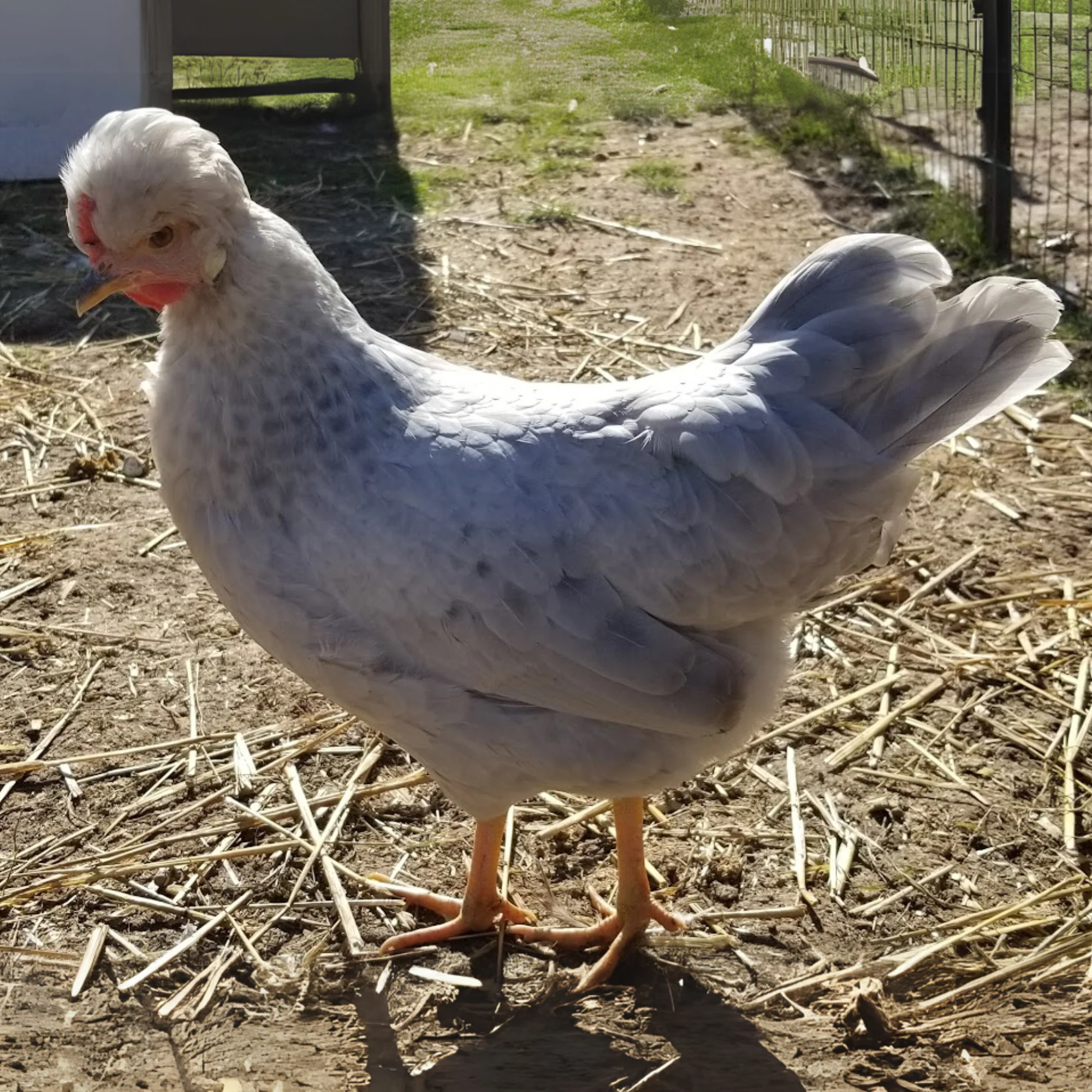 Baby Chicks: Opal Legbar - Buy Pet Shop