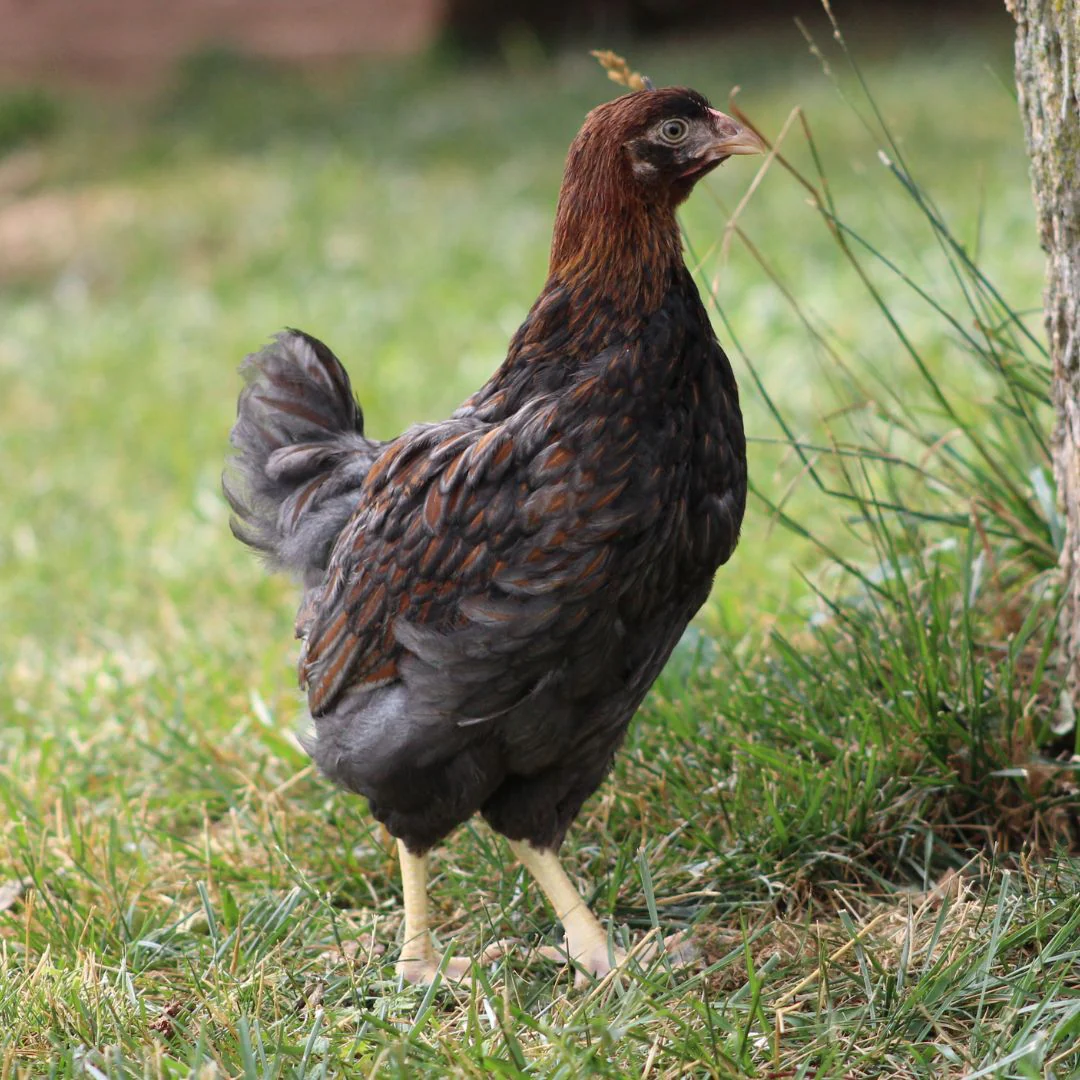 Pullet: Blue Laced Red Wyandotte, Shipping Week of - Buy Pet Shop