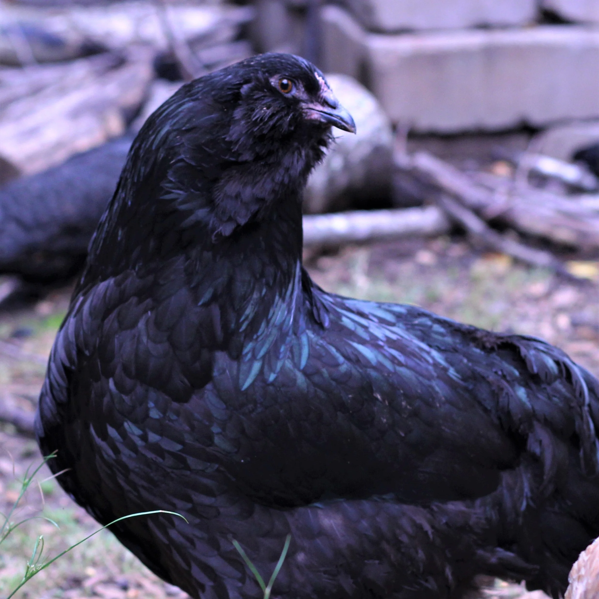 Pullet: Black Ameraucana, Shipping Week of - Buy Pet Shop