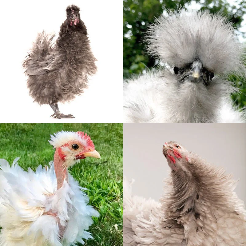 Hatching Eggs: Fun & Funky (a.k.a. chickens of Instagram), Hen Haven Location - Buy Pet Shop