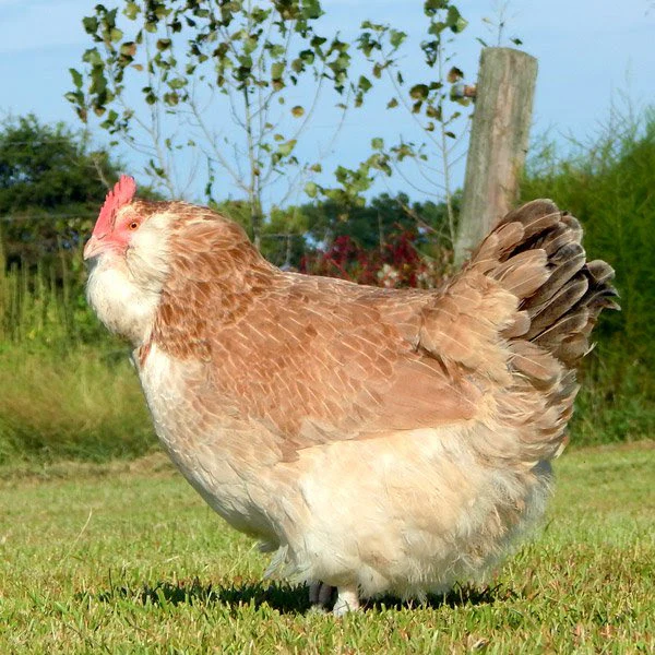 Hatching Eggs: Chickens for Elitists, Hen Haven Location - Buy Pet Shop