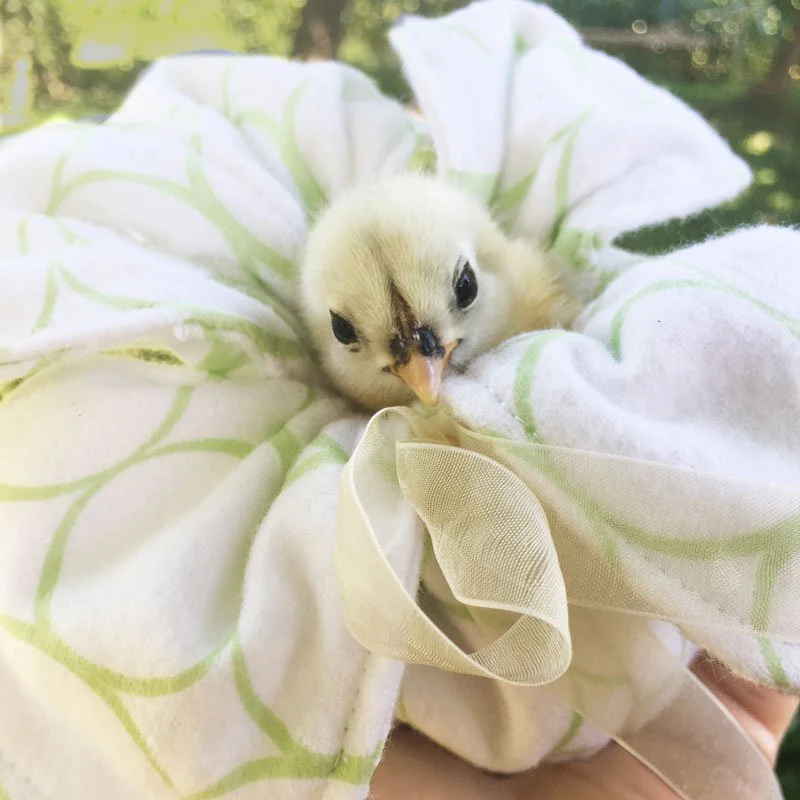 Peep Pouch - Cuddle Chicks Safely! - Buy Pet Shop