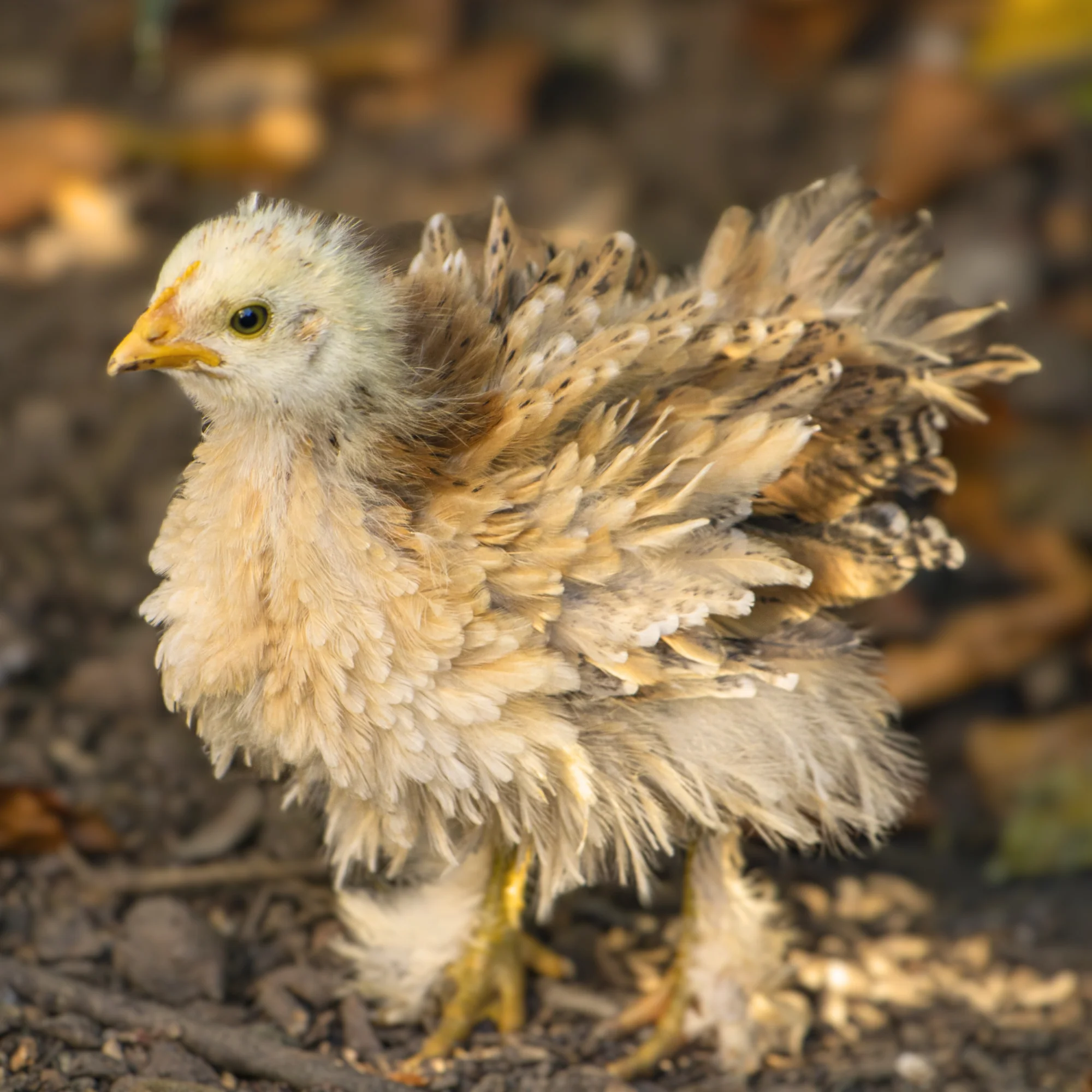 Baby Chicks: Frizzle Easter Egger Bantam - Buy Pet Shop