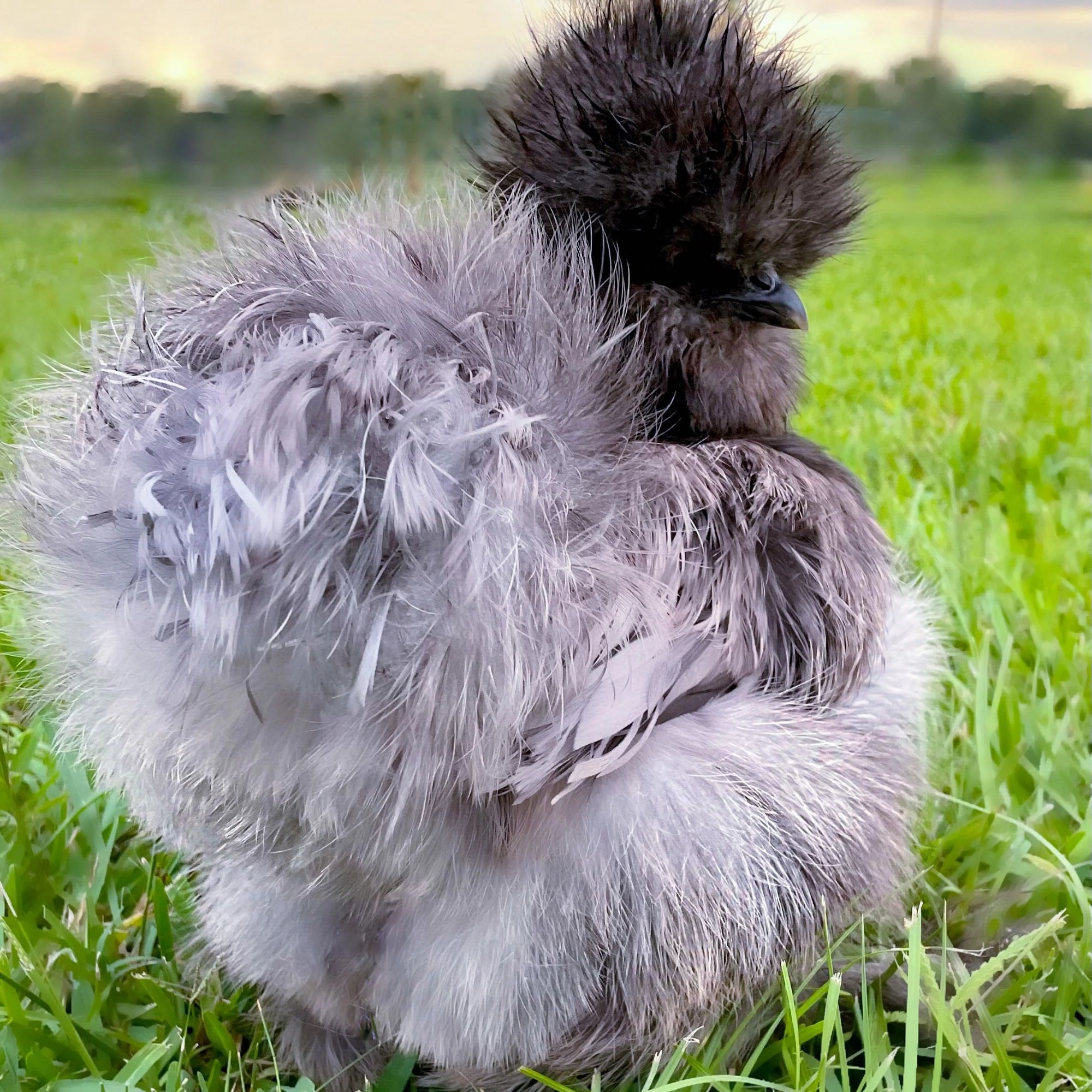 Baby Chicks: Blue Silkie Bantam - Buy Pet Shop