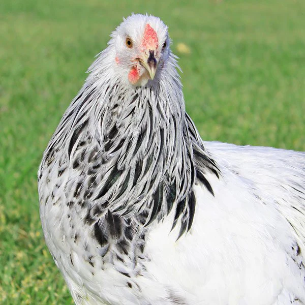 Pullet: Columbian Wyandotte, Shipping Week of - Buy Pet Shop