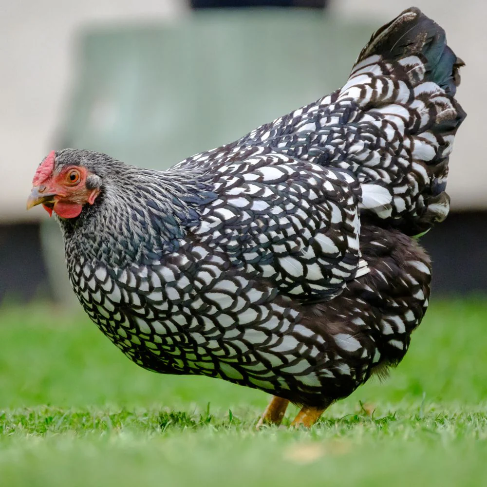 Pullet: Silver Laced Wyandotte, Shipping Week of - Buy Pet Shop