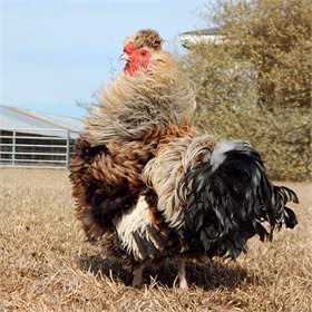 Hatching Eggs: Fun & Funky (a.k.a. chickens of Instagram), Hen Haven Location - Buy Pet Shop