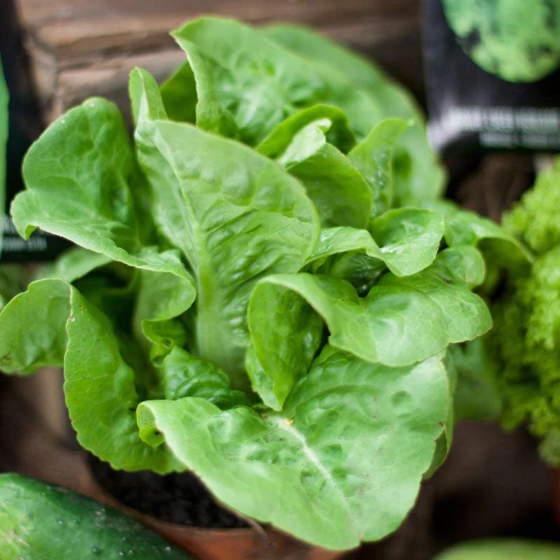 Little Gem Lettuce Seeds (Organic) - Buy Pet Shop