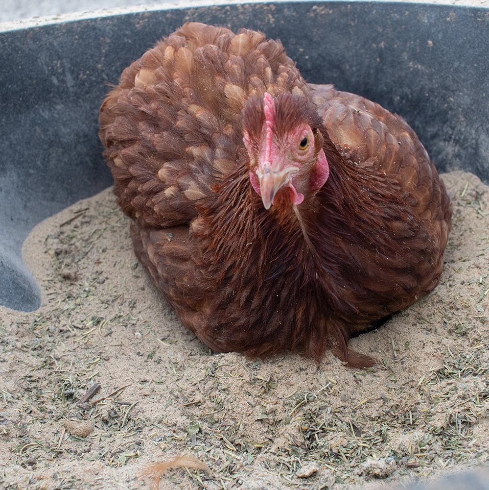 Bathing Dust With Herbs To Prevent & Repel Mites - Buy Pet Shop