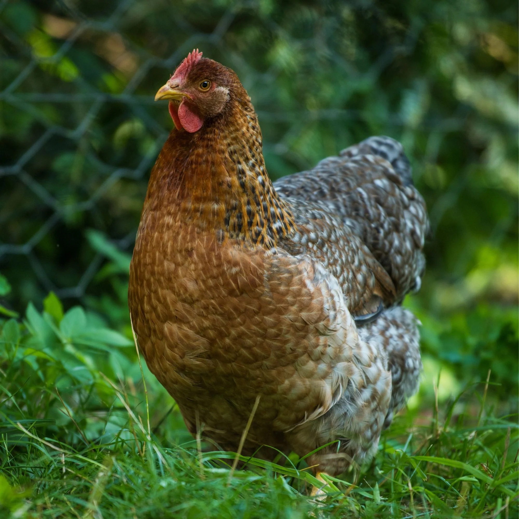 Pullet: Bielefelder, Shipping Week of - Buy Pet Shop