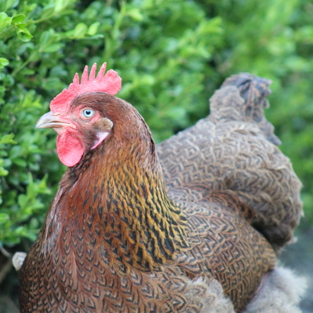 Pullet: Partridge Cochin, Shipping Week of - Buy Pet Shop