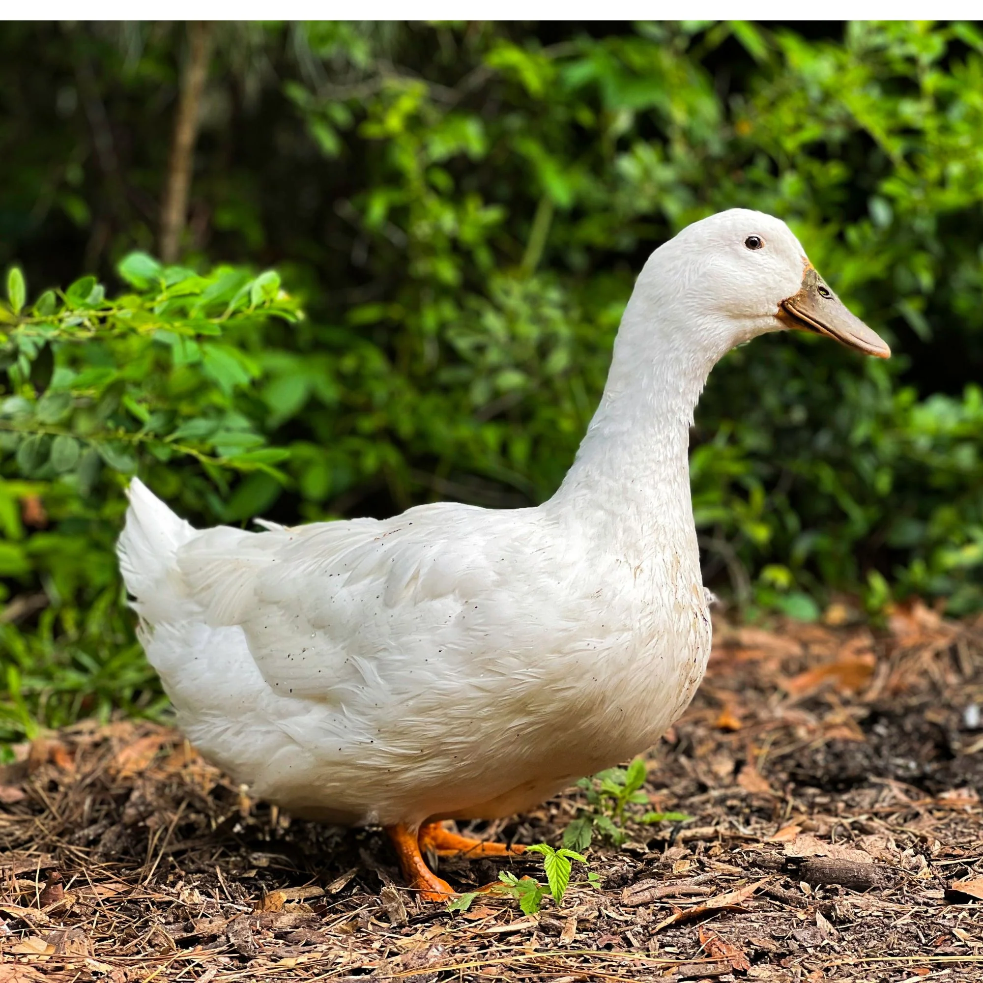 Ducklings: Pekin - Buy Pet Shop