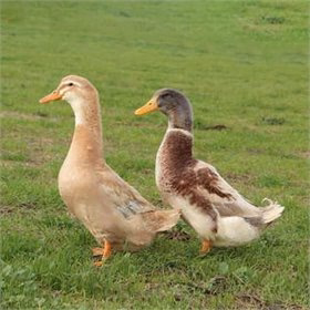 Ducklings: Saxony - Buy Pet Shop