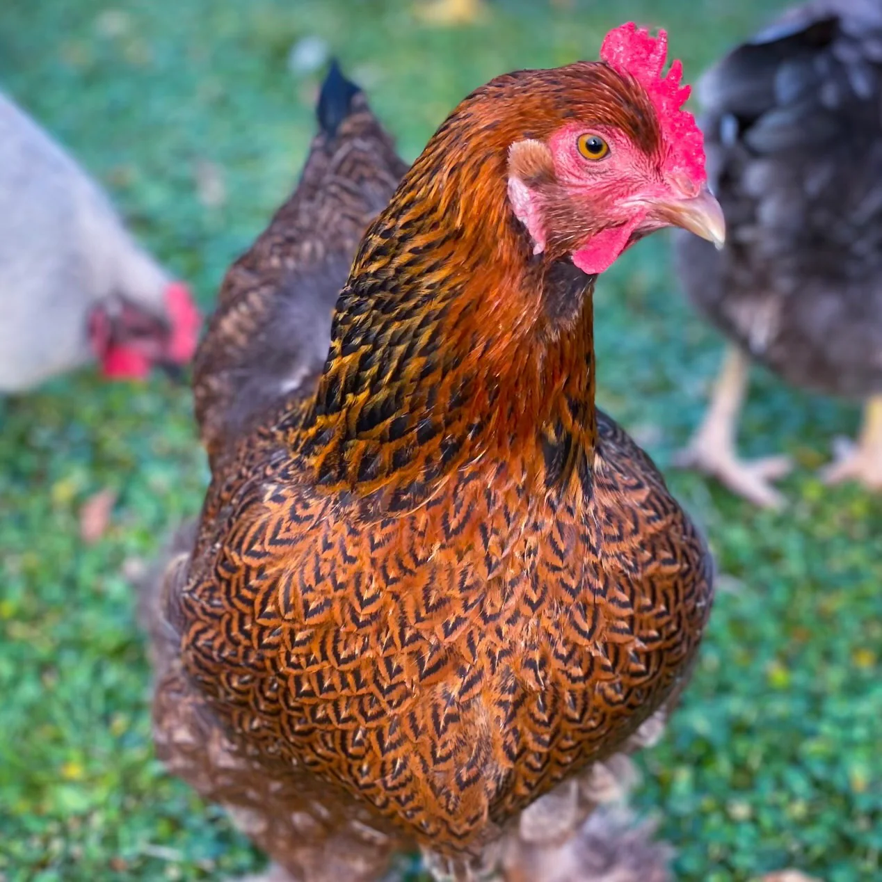 Pullet: Partridge Cochin, Shipping Week of - Buy Pet Shop