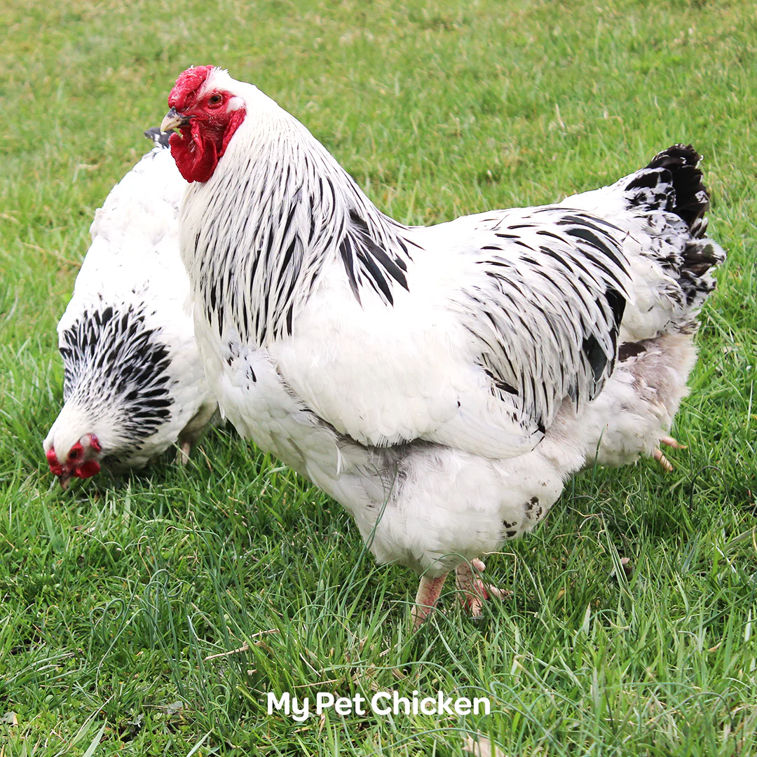 Hatching Eggs: Columbian Wyandotte, Backyard Bunch Location - Buy Pet Shop