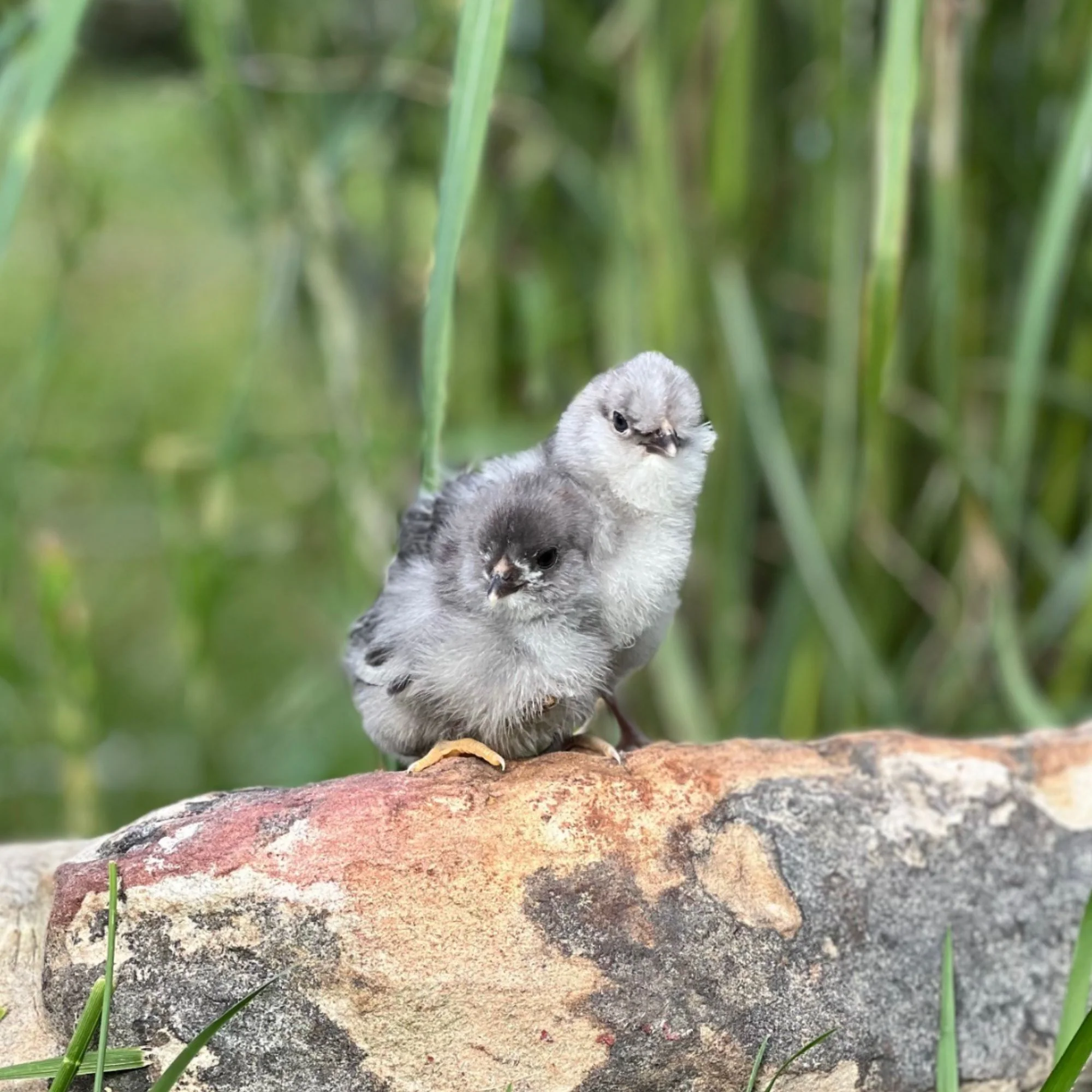 Baby Chicks: Green Queen Easter Egger Bantam - Buy Pet Shop