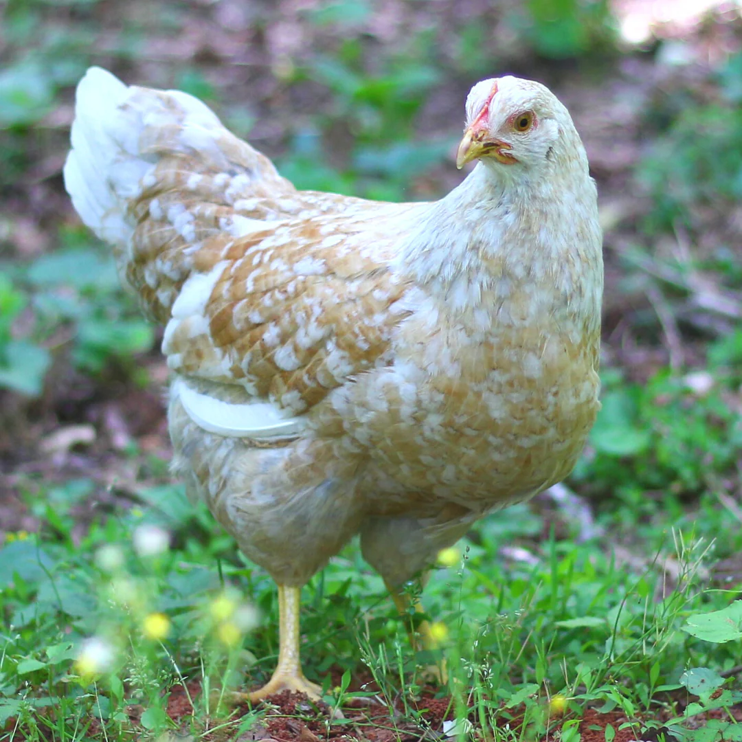 Pullet: Swedish Flower Hen, Shipping Week of - Buy Pet Shop