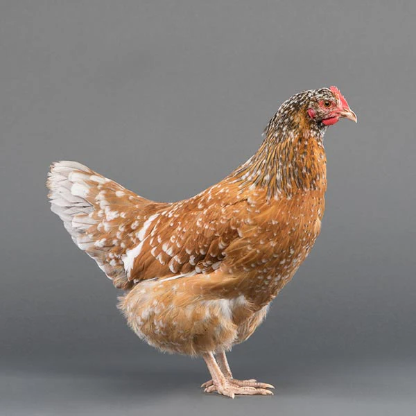 Baby Chicks: Swedish Flower Hen - Buy Pet Shop