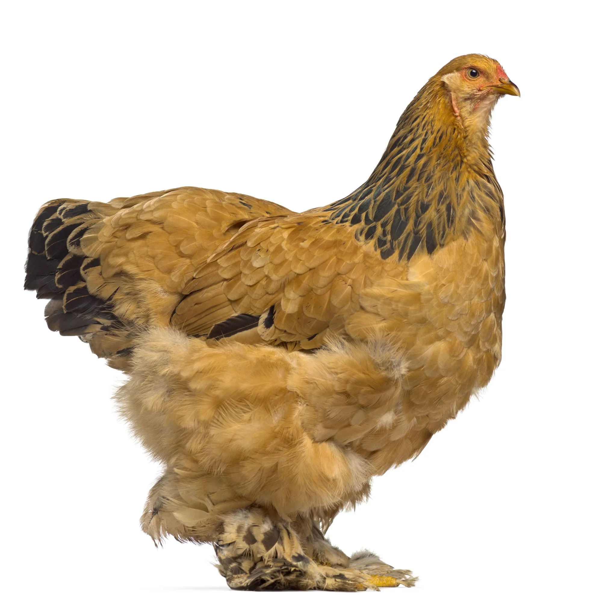 Baby Chicks: Buff Brahma - Buy Pet Shop