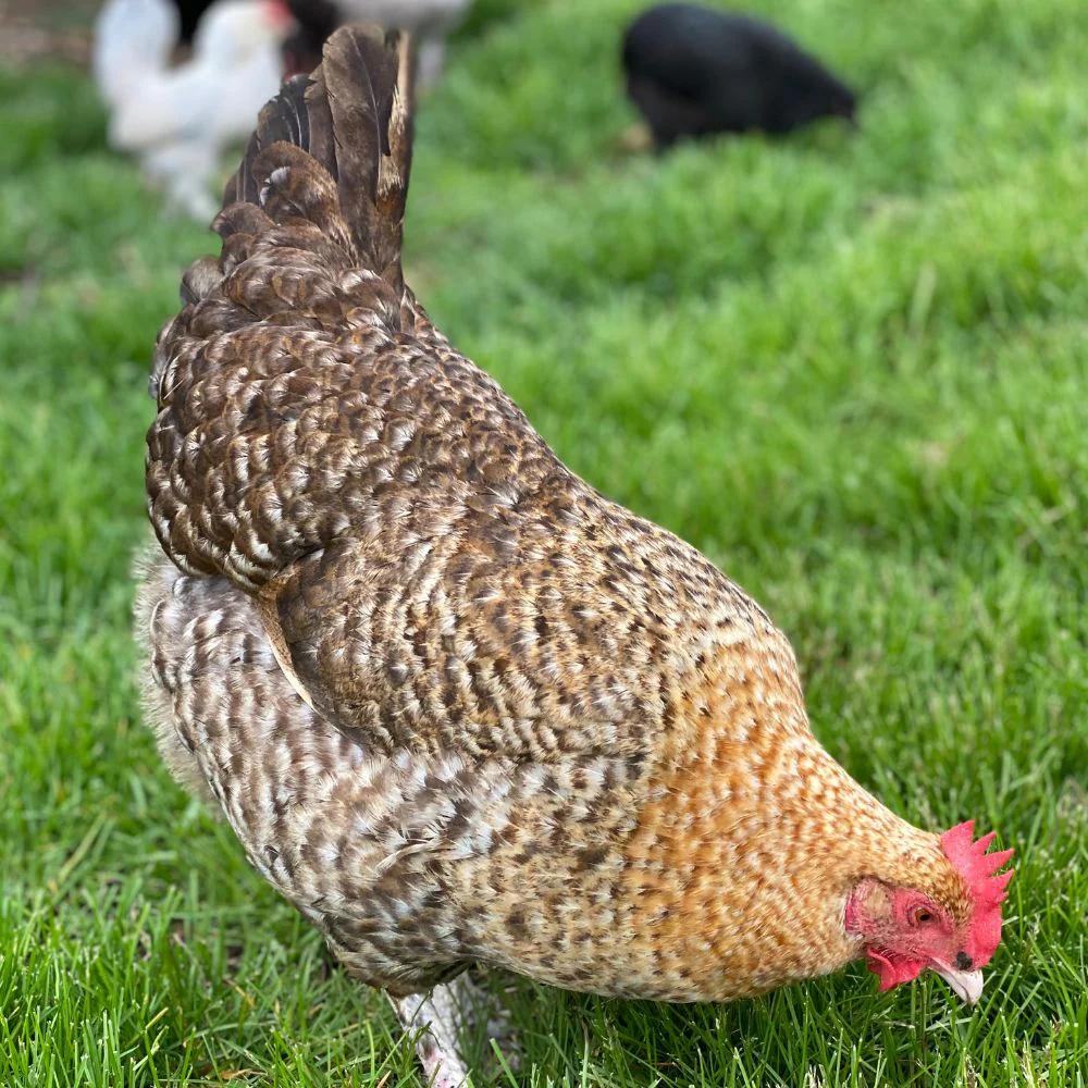 Pullet: Golden Cuckoo Marans, Shipping Week of - Buy Pet Shop