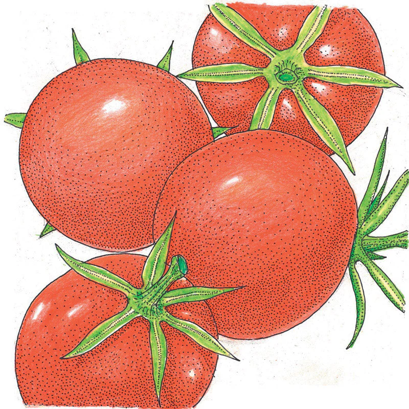 Burbank Tomato Seeds (Organic) - Buy Pet Shop