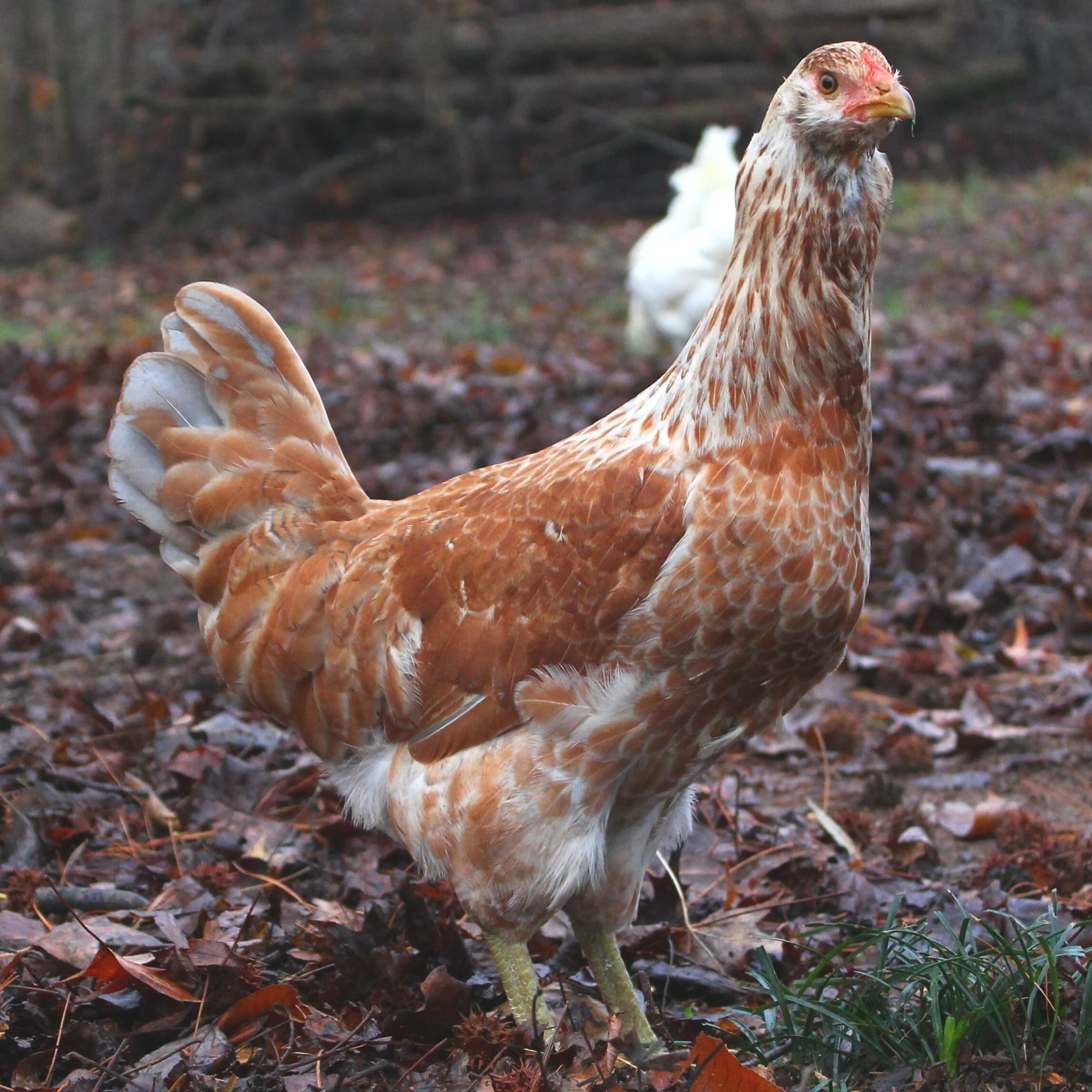 Baby Chicks: Green Queen Easter Egger - Buy Pet Shop