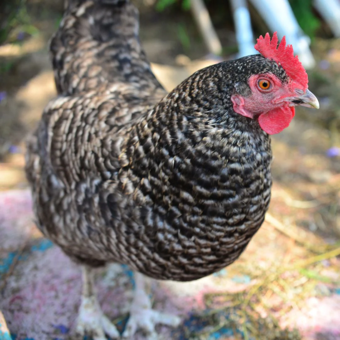 Baby Chicks: Silver Cuckoo Marans - Buy Pet Shop